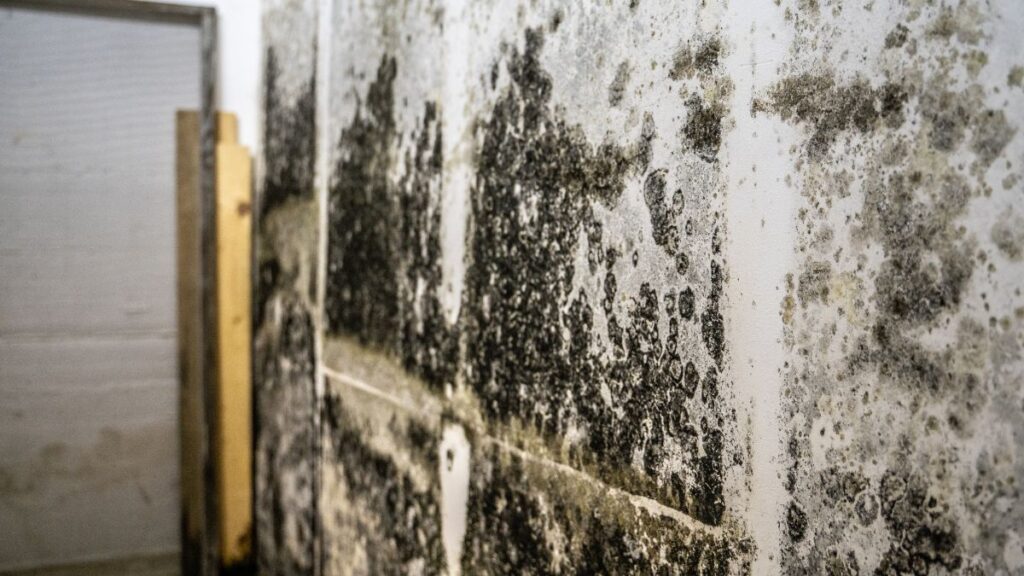 mold-insurance-claim