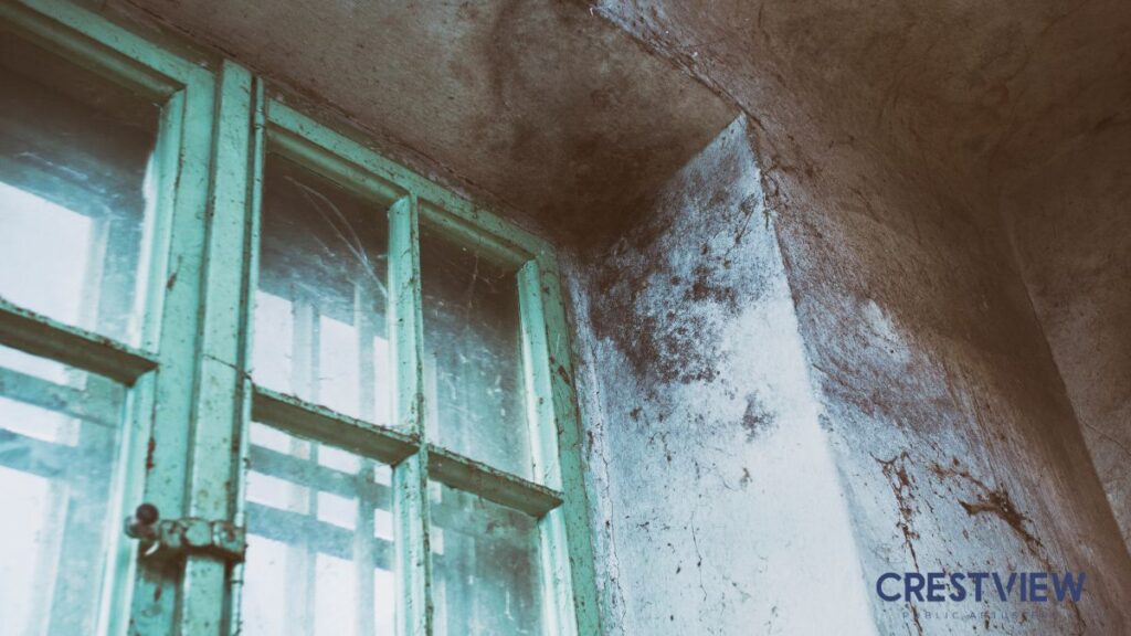 Mold Insurance Claim Guide For Environmental Hazard Damage: Coverage Triggers, Proof, And Next Steps 1 mold-insurance-claim-tips