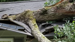fallen-tree-damaged-roof-home-insurance-claim